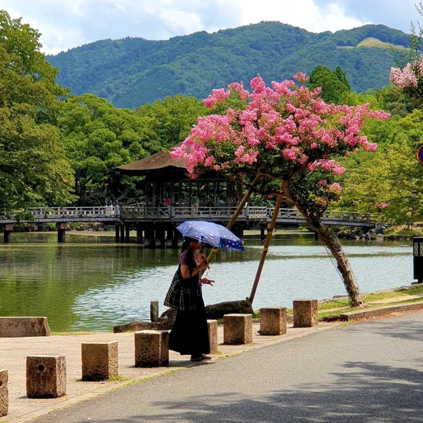 Voyager au Japon : quelle saison est idéale ? ・日本へ旅行に行くのはいつが一番？