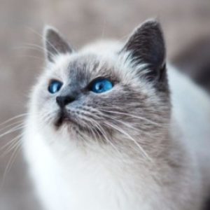Profile photo of chika