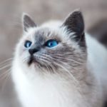 Profile photo of chika